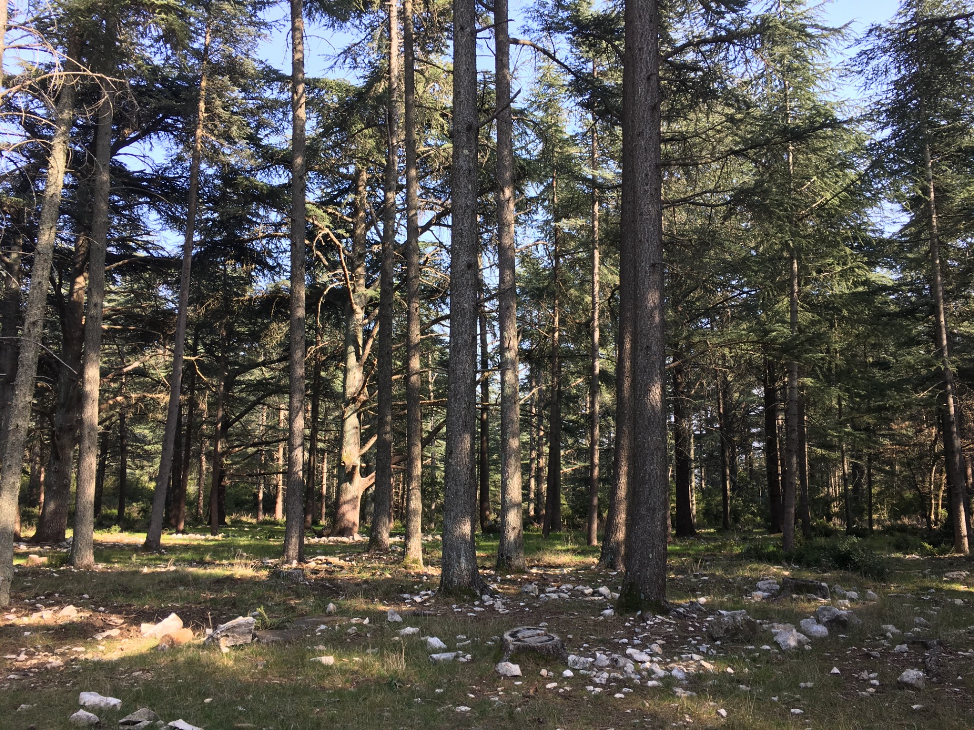 La Forêt de Cèdres - Vaucluse
